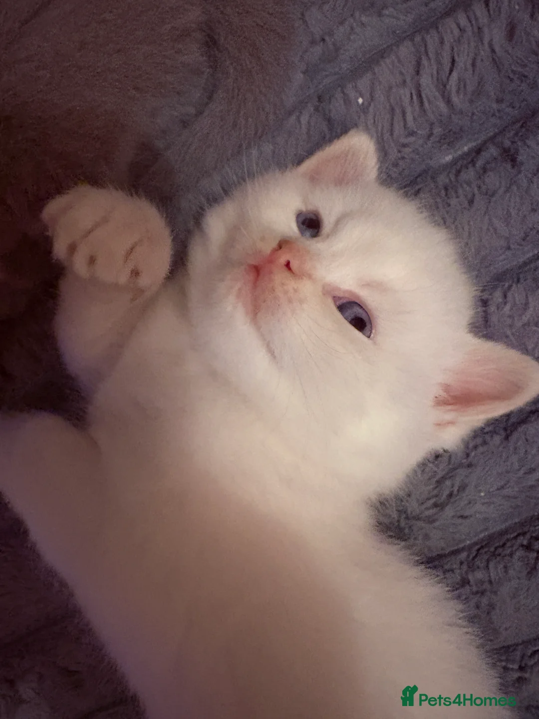 British Shorthair cats for sale: Stunning BSH Colourpoint Kitten GCCF Registered - Advert 26