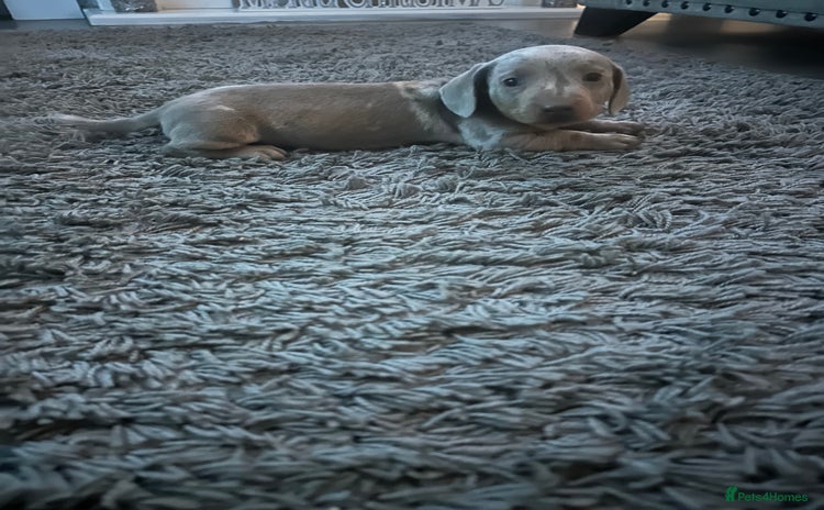 Dachshund dogs Dachshund dapple boy  - Advert 8