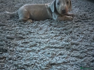 Dachshund dogs Dachshund dapple boy - Advert 8