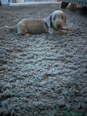 Dachshund dogs Dachshund dapple boy - Advert 8