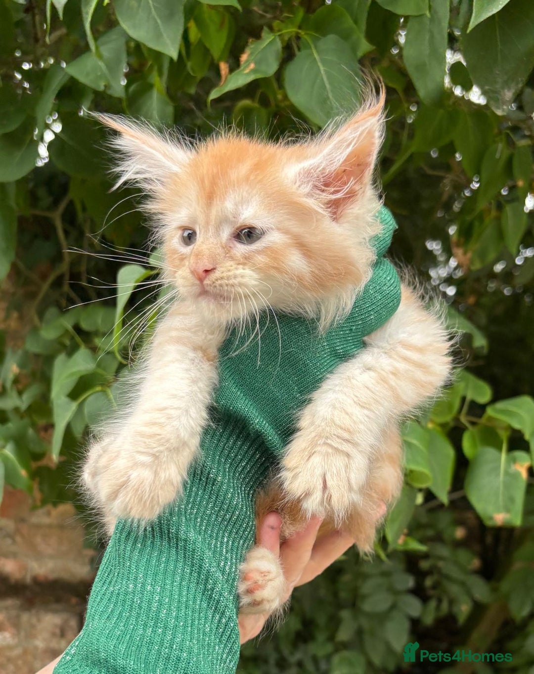 Maine Coon cats for sale: Red Maine coon female kittens, TICA reg - Image 23