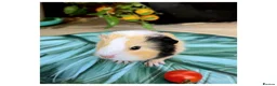Guinea Pig rodents for sale: Baby Guinea Pigs for Sale! in Castleford - Advert 4