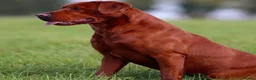 Labrador Retriever dogs for sale: Exceptional Stunning Labrador Puppies  in Wrexham - Advert 3