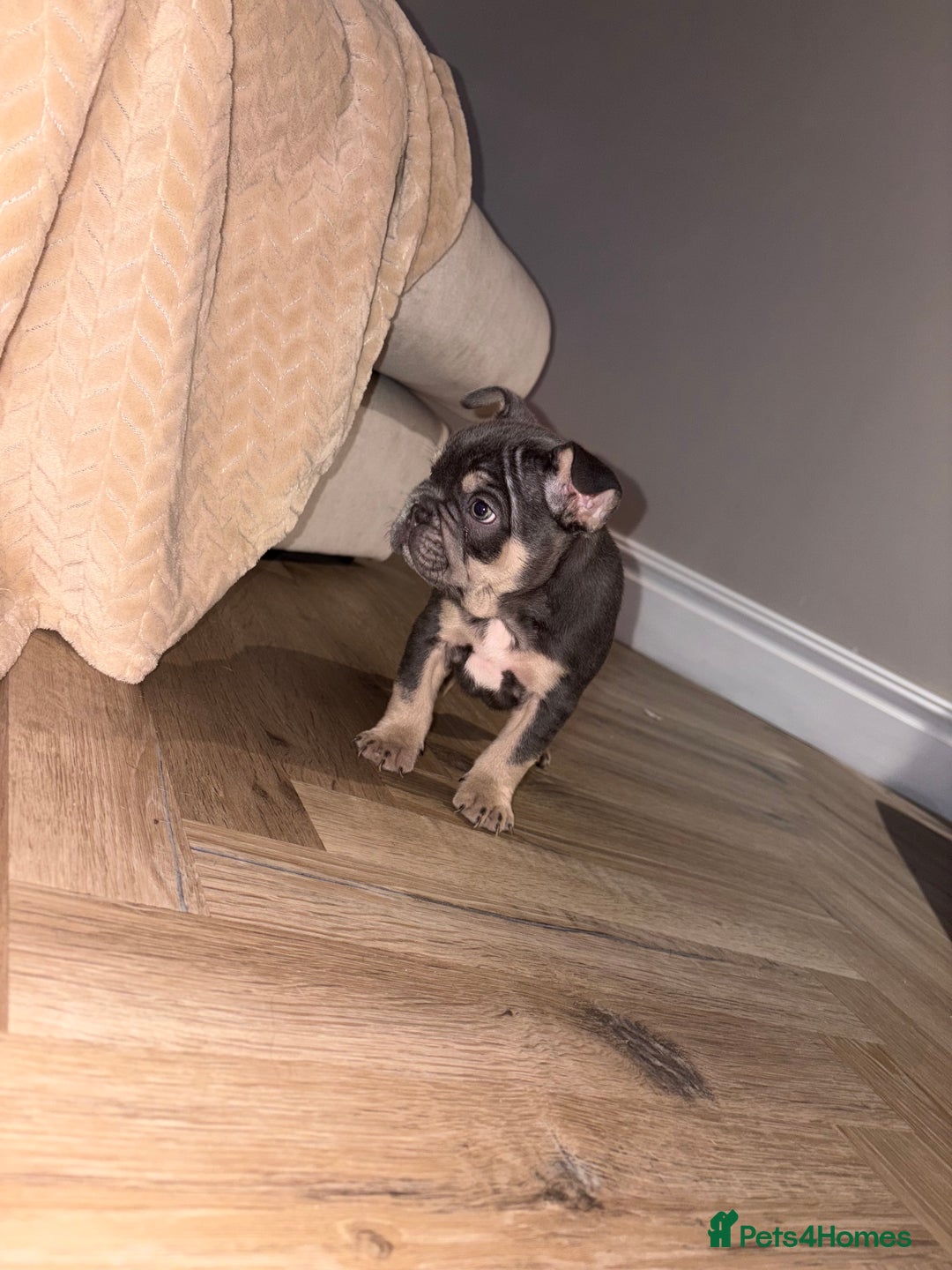 French Bulldog dogs for sale: French bulldog puppies NEARLY READY TO GO - Advert 4