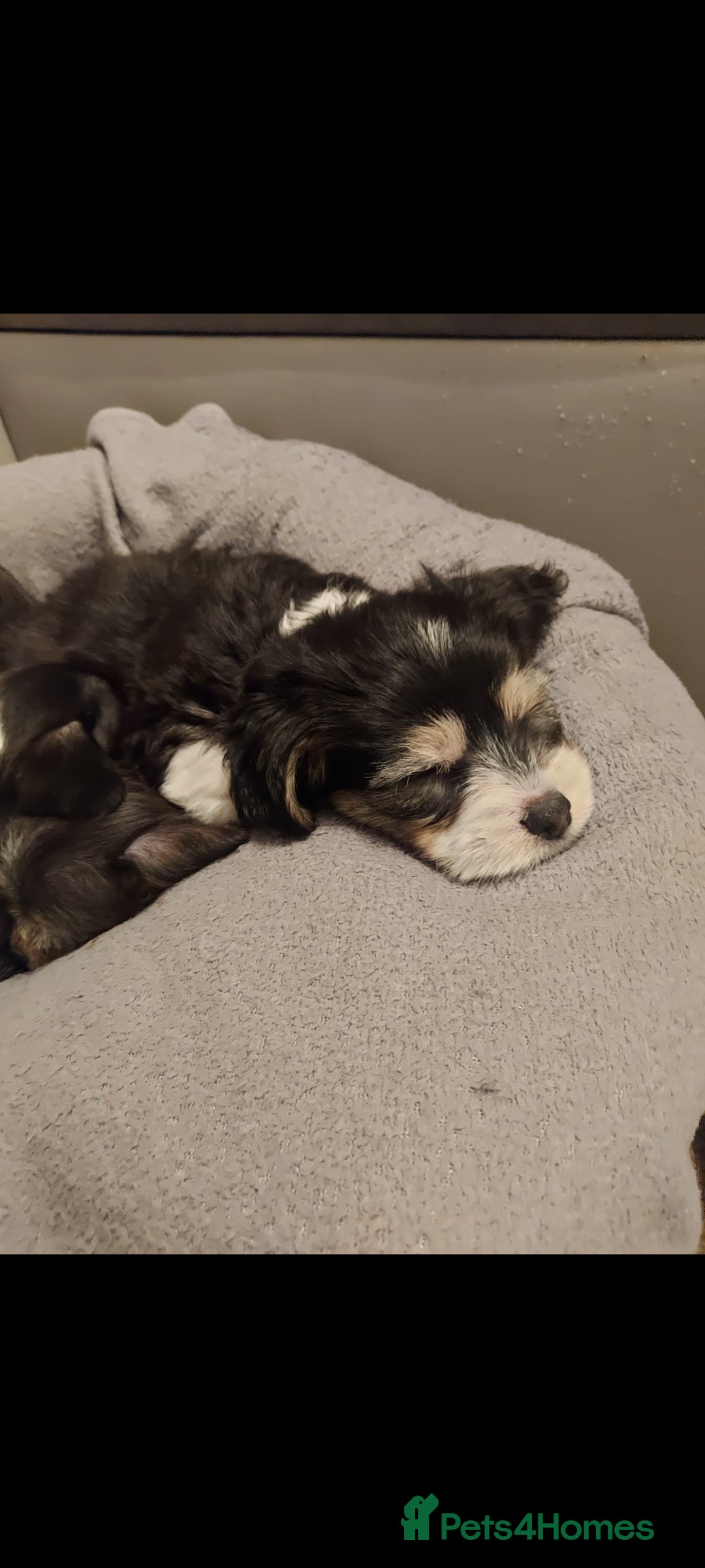 Mixed Breed dogs for sale: Very beautiful and sweet bolognese with dachshund  - Advert 5