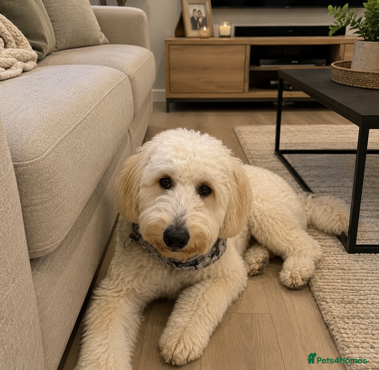 Goldendoodle dogs Beautiful Standard Goldendoodle Female - Advert 7