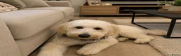 Goldendoodle dogs for sale: Beautiful Standard Goldendoodle Female - Advert 1