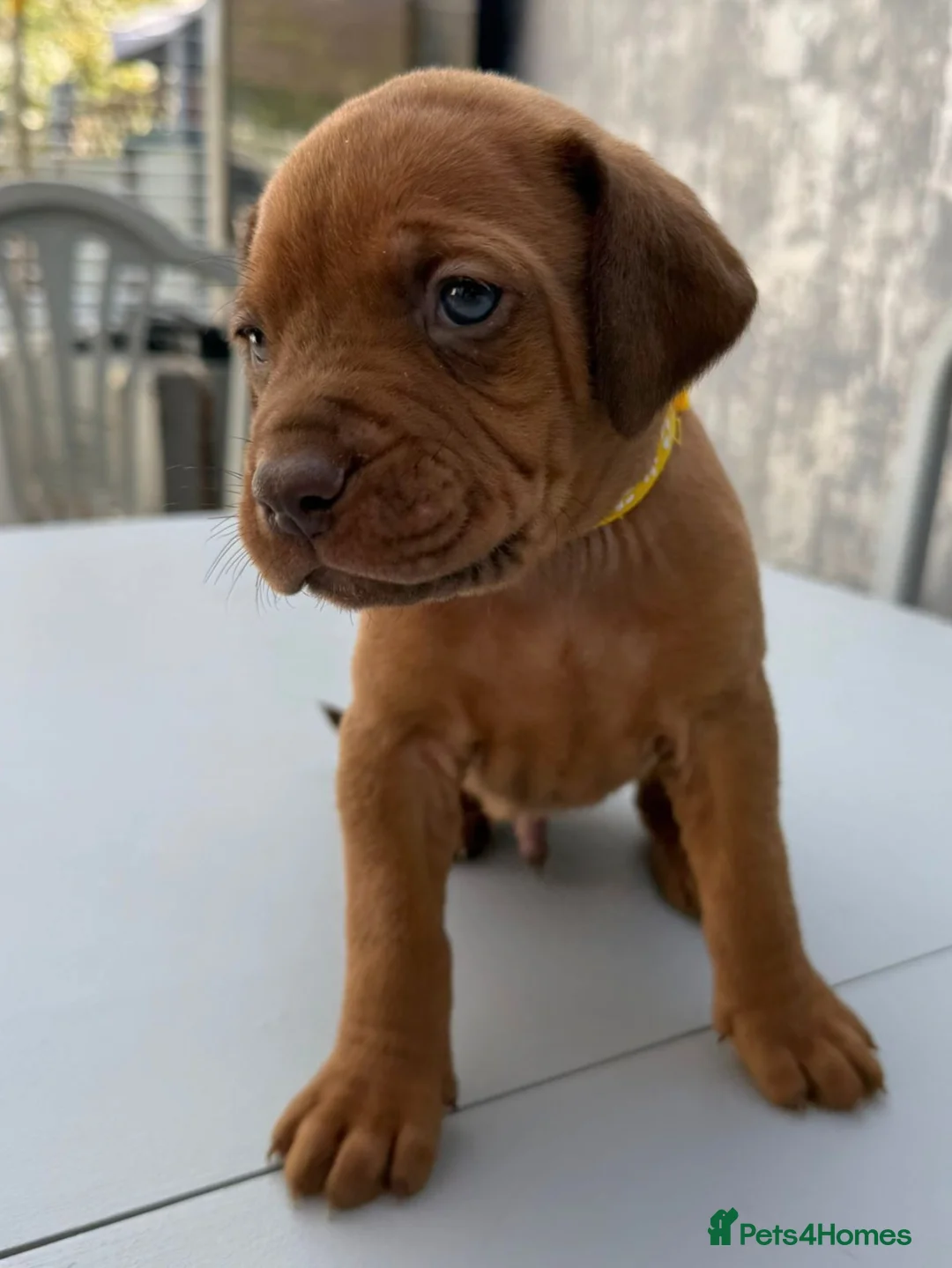 Mixed Breed dogs for sale: Doberman/Dogue de bordeaux  - Advert 28