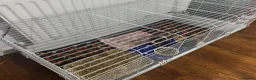Guinea Pig rodents for sale: Two male guinea pigs  in Mitcham - Advert 6