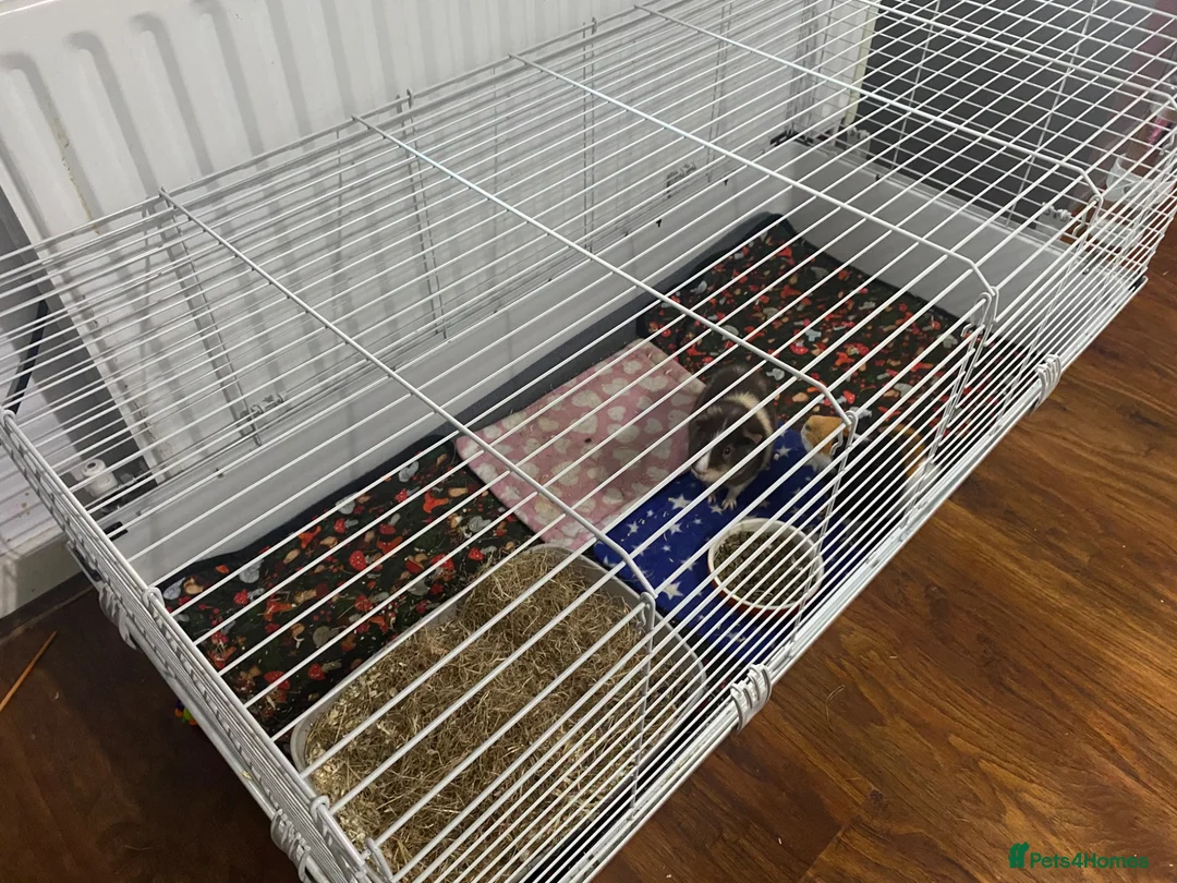 Guinea Pig rodents for sale: Two male guinea pigs  in Mitcham - Advert 6