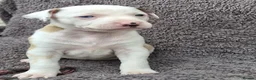 Mixed Breed dogs for sale: Lurcher bull puppies for sale - Advert 12