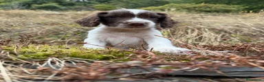 English Springer Spaniel 1
