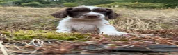English Springer Spaniel dogs for sale:  Liver & White English Springer Spaniel Puppies - Advert 6