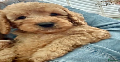Cockapoo dogs - Advert 9