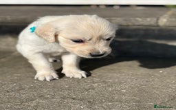 Golden Retriever dogs for sale: KC Registered Golden Retriever Puppies 🐾 - Image 3