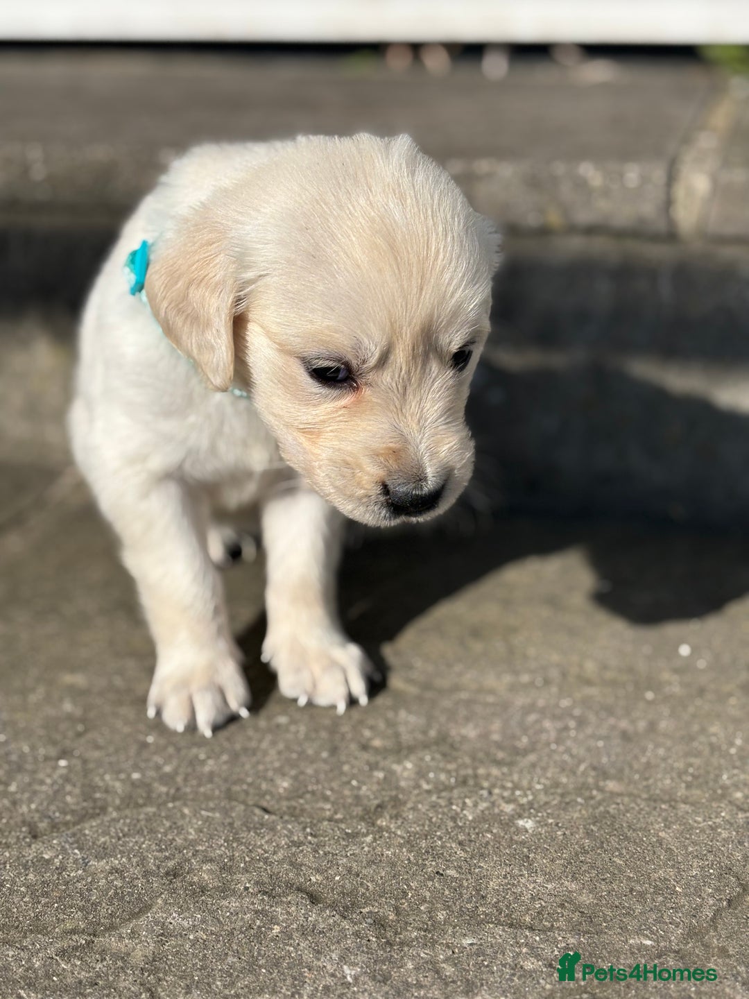 Golden Retriever dogs for sale: KC Registered Golden Retriever Puppies 🐾 - Image 3