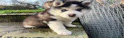 Pomsky dogs for sale: One stunning girl pomsky pup left - ready 24/12 - Advert 3