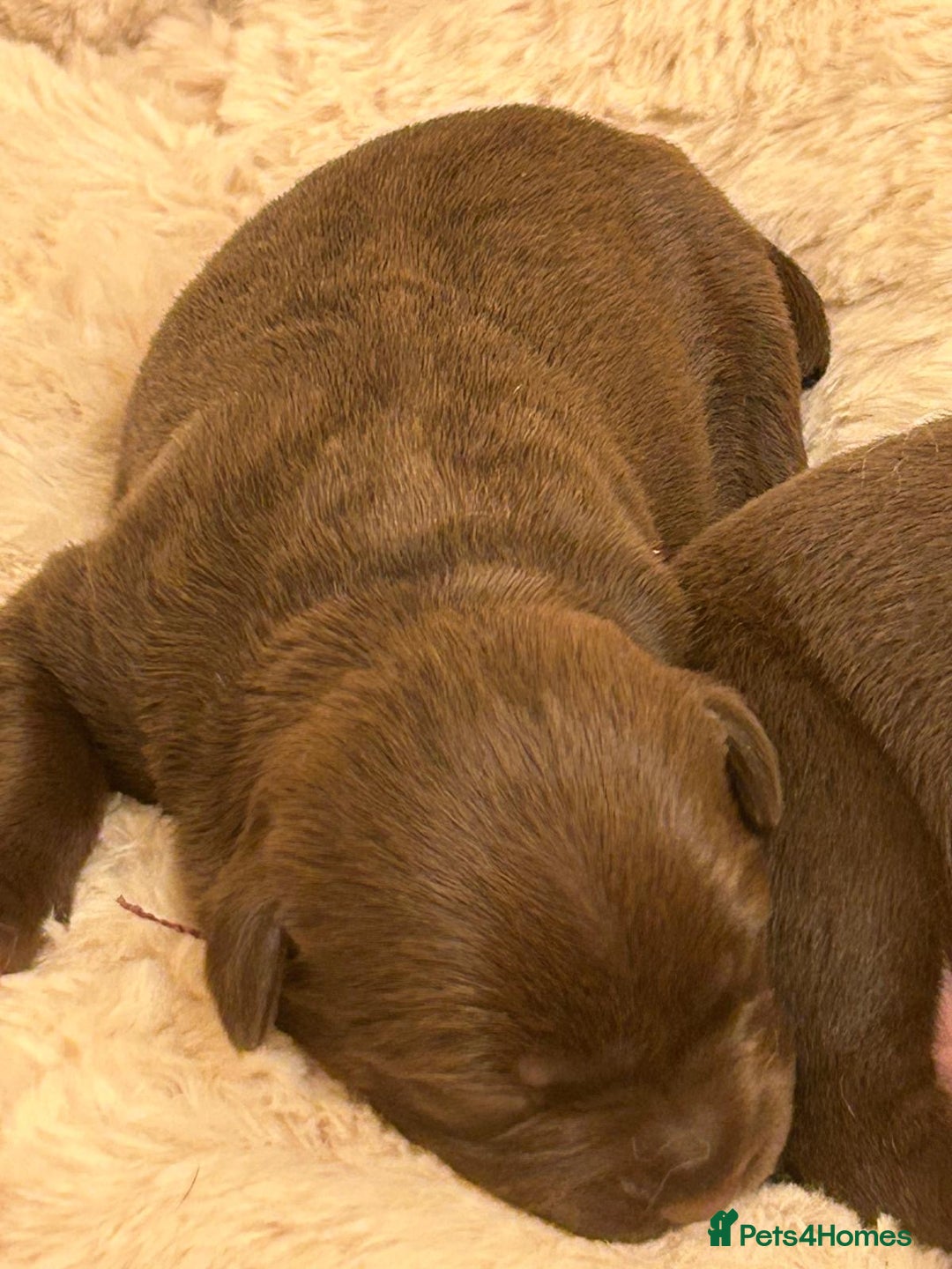 Patterdale Terrier dogs for sale: red patterdale pups  - Advert 17