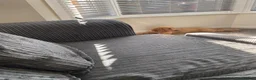 Cocker Spaniel dogs for sale: KC reg show female 6months old - Advert 4
