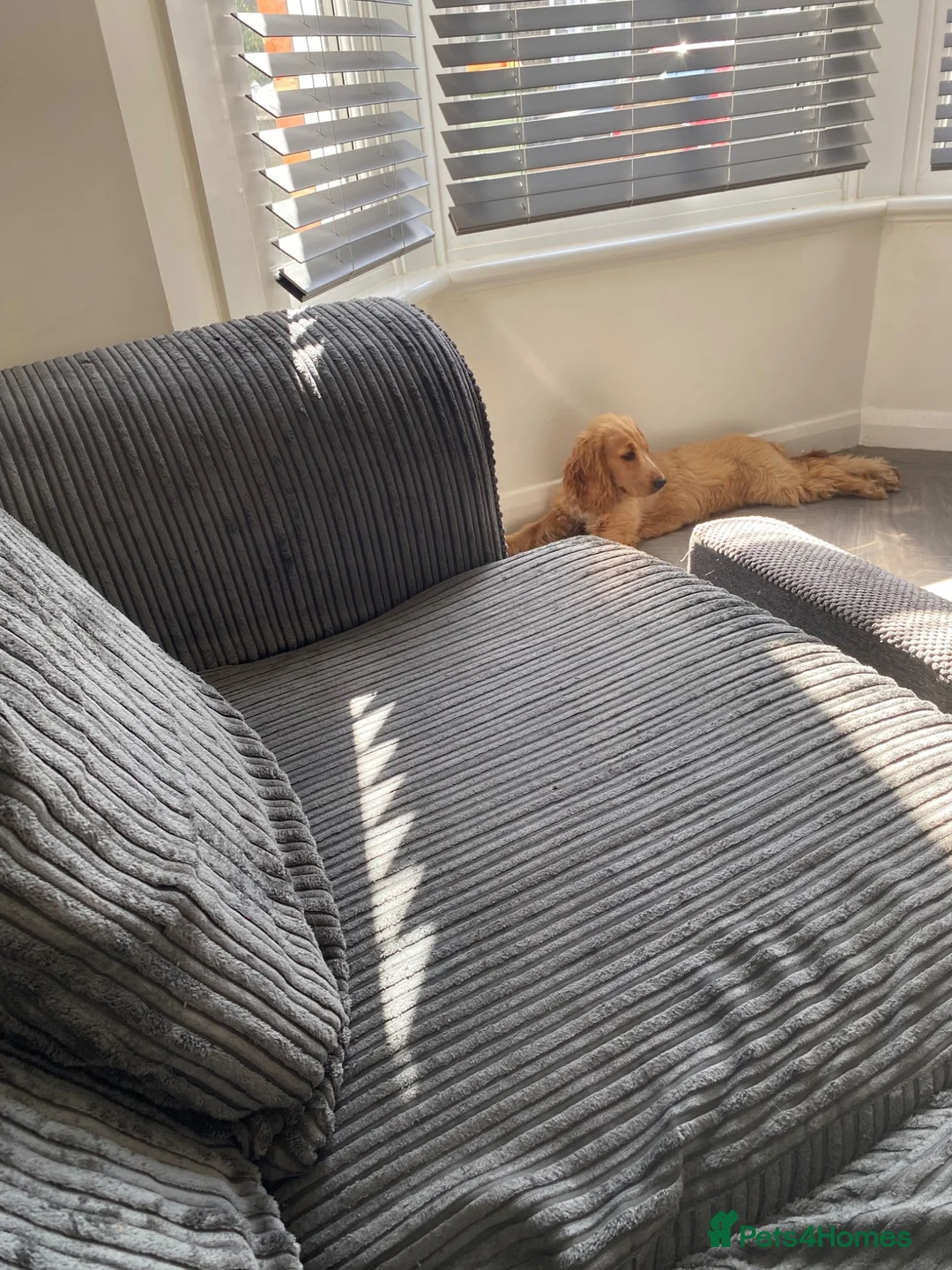 Cocker Spaniel dogs for sale: KC reg show female 6months old - Advert 4