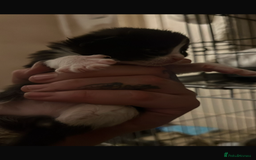 Domestic Shorthair cats for sale: Beautiful kittens - Image 3