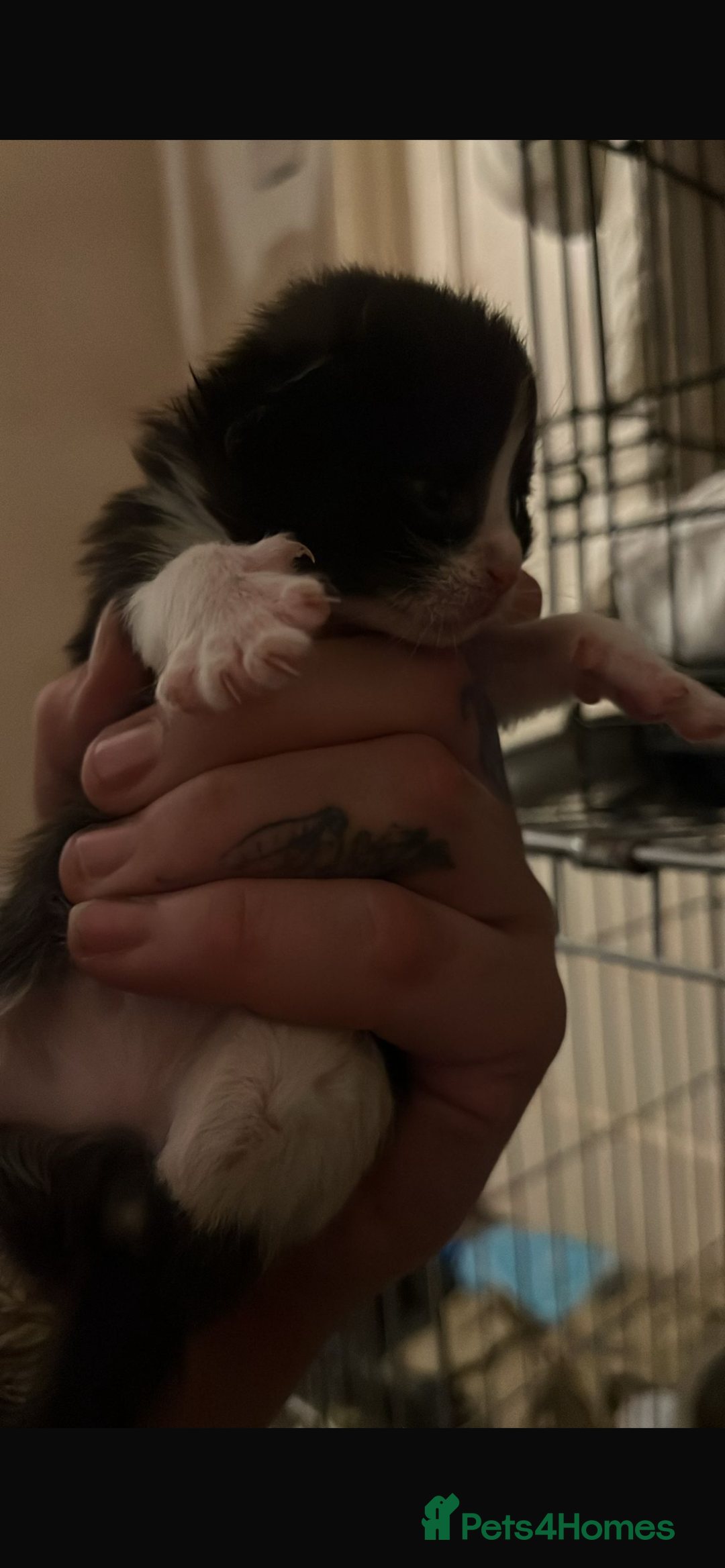 Domestic Shorthair cats for sale: Beautiful kittens - Image 3