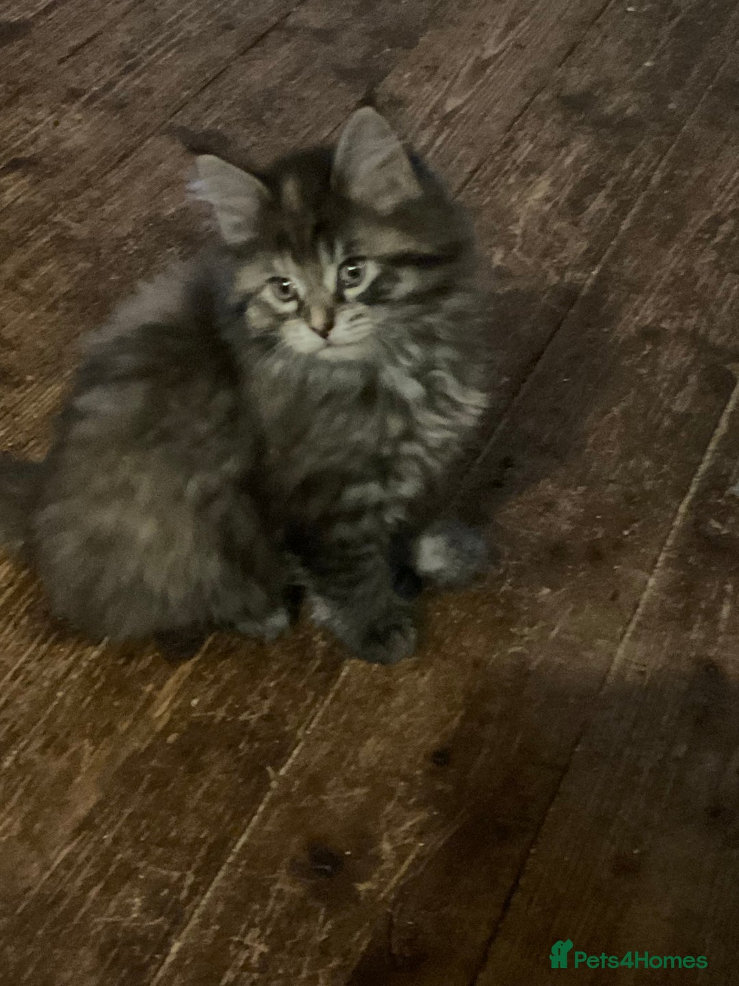 Maine Coon cats for sale: Maine coon x Raggamuffins  - Advert 1
