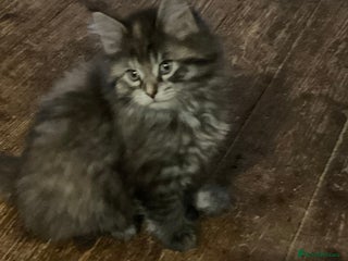 Maine Coon cats Maine coon x Raggamuffins - Advert 2