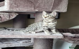 Bengal cats for sale: Bengal Kitten 2 - Outstanding Silver Rosetted Tica Bengal Kittens  - Image 9