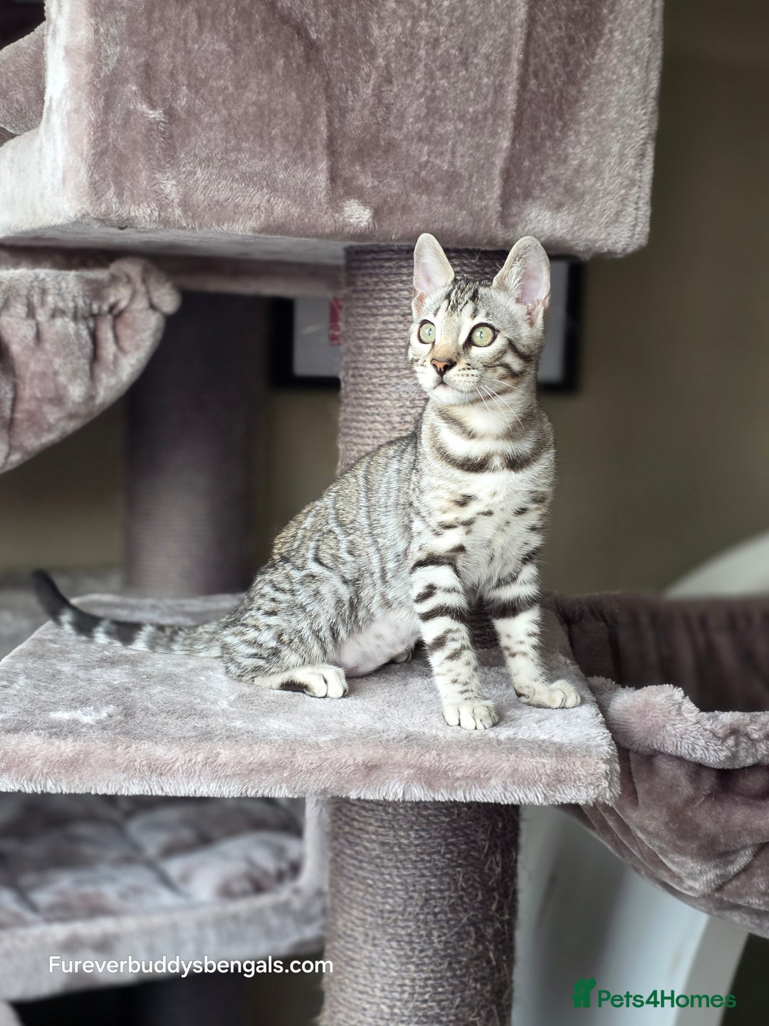 Bengal cats for sale: Bengal Kitten 2 - Outstanding Silver Rosetted Tica Bengal Kittens  - Image 9