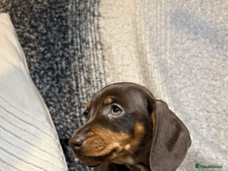 Miniature Dachshund dogs Most Gorgeous KC Miniature Dachshund Puppy Females - Advert 12
