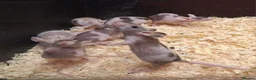 Mixed Breed reptiles for sale: Baby Fancy Pet Mice Females  - Advert 2
