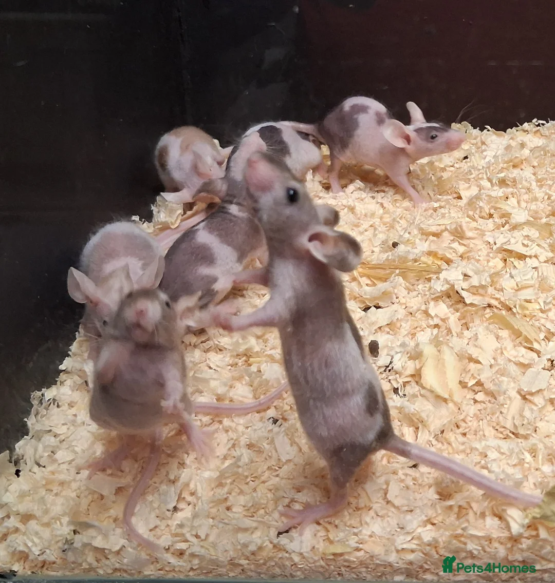 Mixed Breed reptiles for sale: Baby Fancy Pet Mice Females  - Advert 2