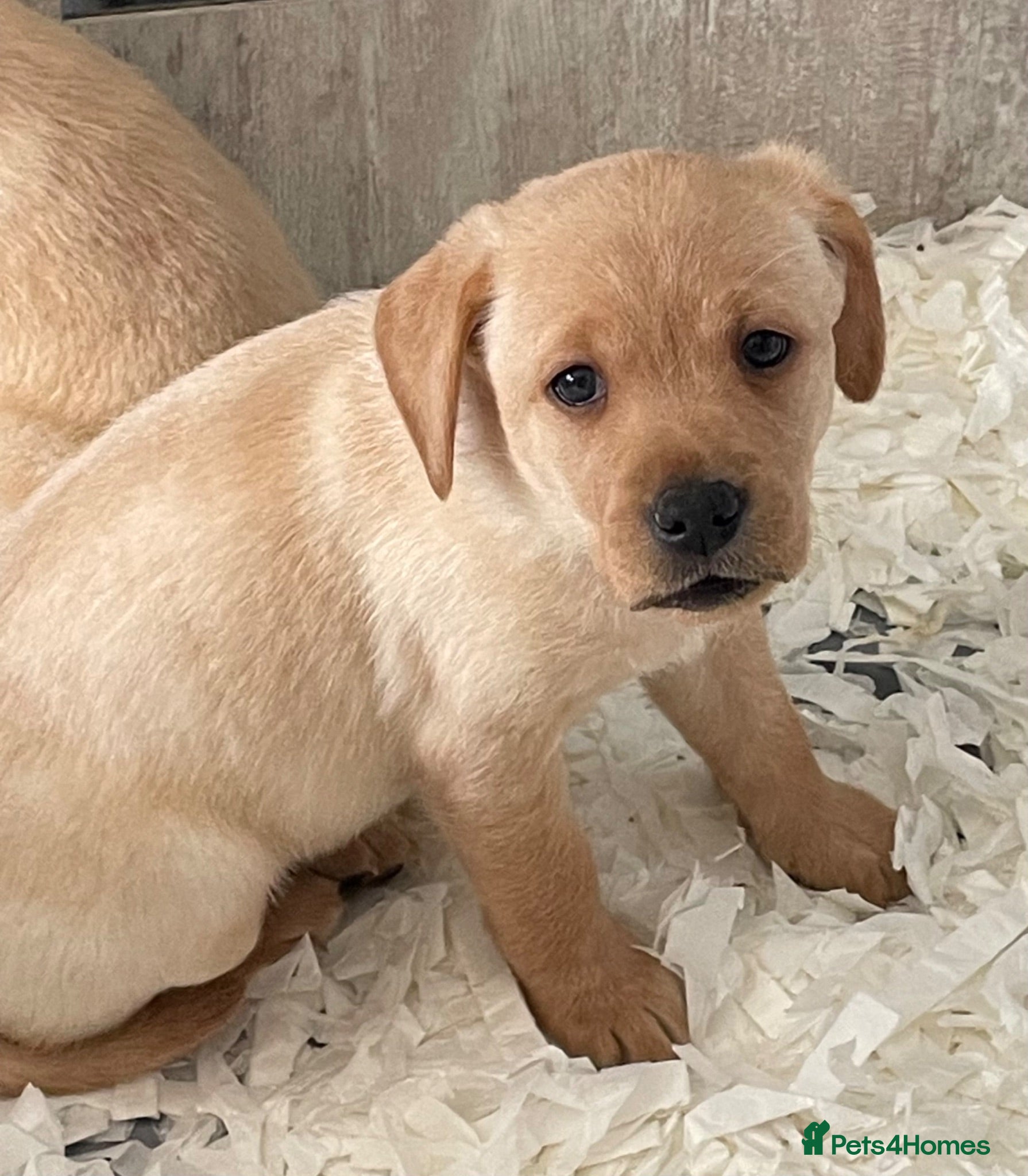 Labrador Retriever dogs Stunning Litter of Yellow Labradors - Advert 15