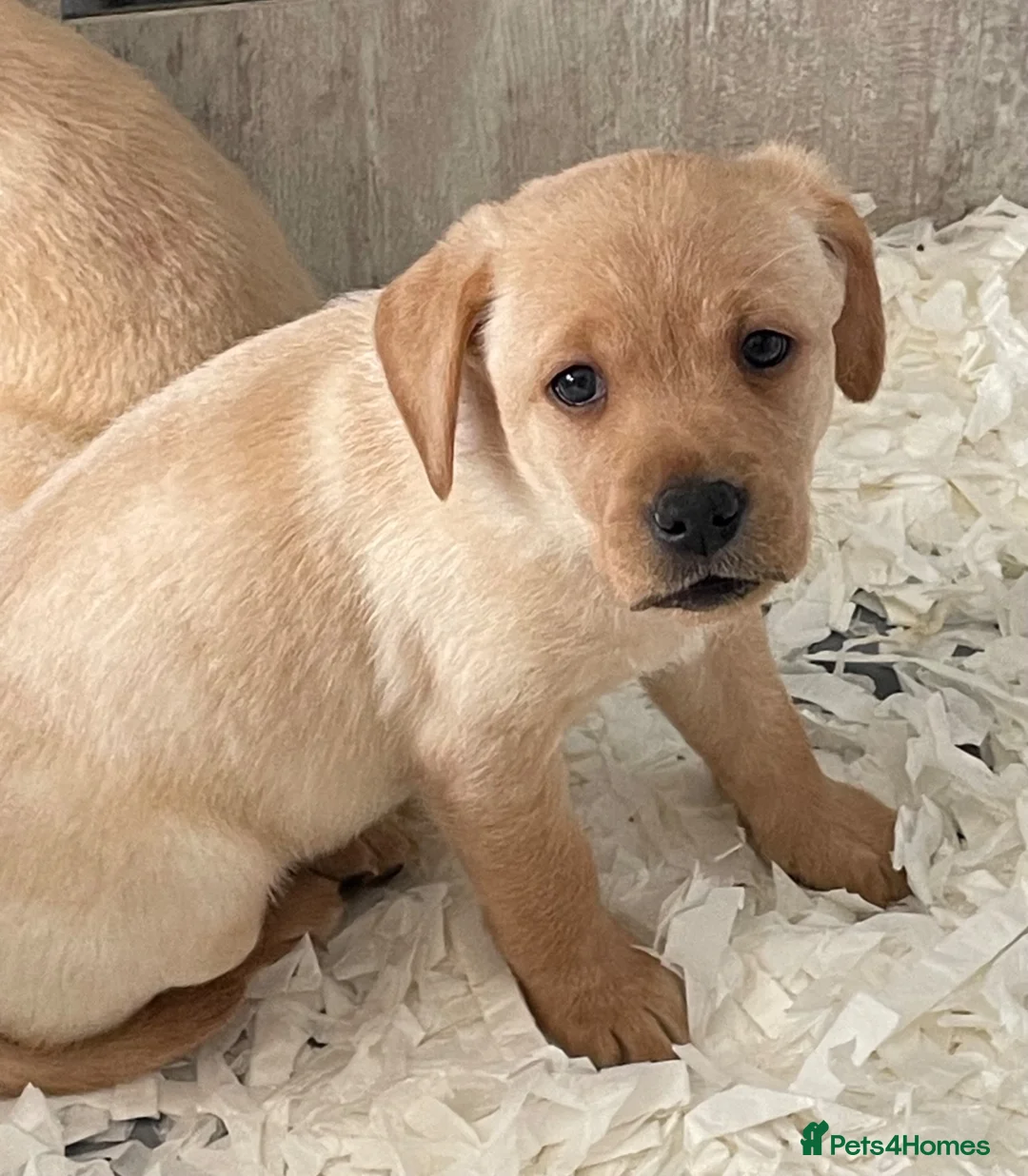 Labrador Retriever dogs for sale: Stunning Litter of Yellow Labradors - Advert 1
