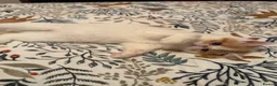 Persian cats for sale: Male Persian.   - Advert 5