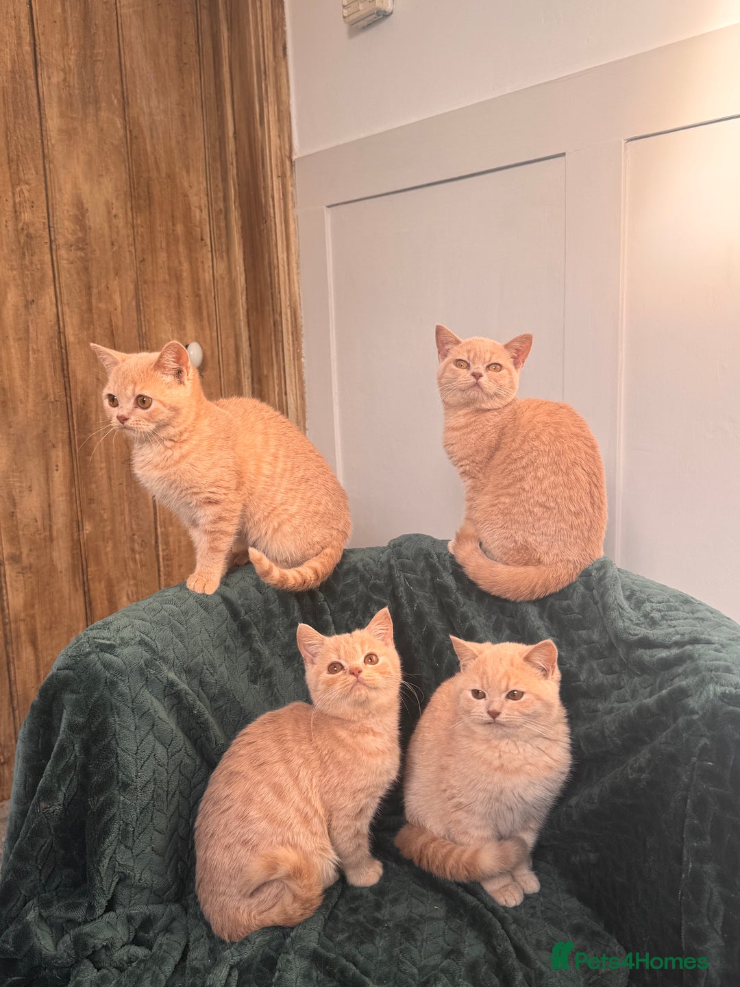 British Longhair cats for sale: ✨Cream British Shorthair Kittens ✨ - Advert 5