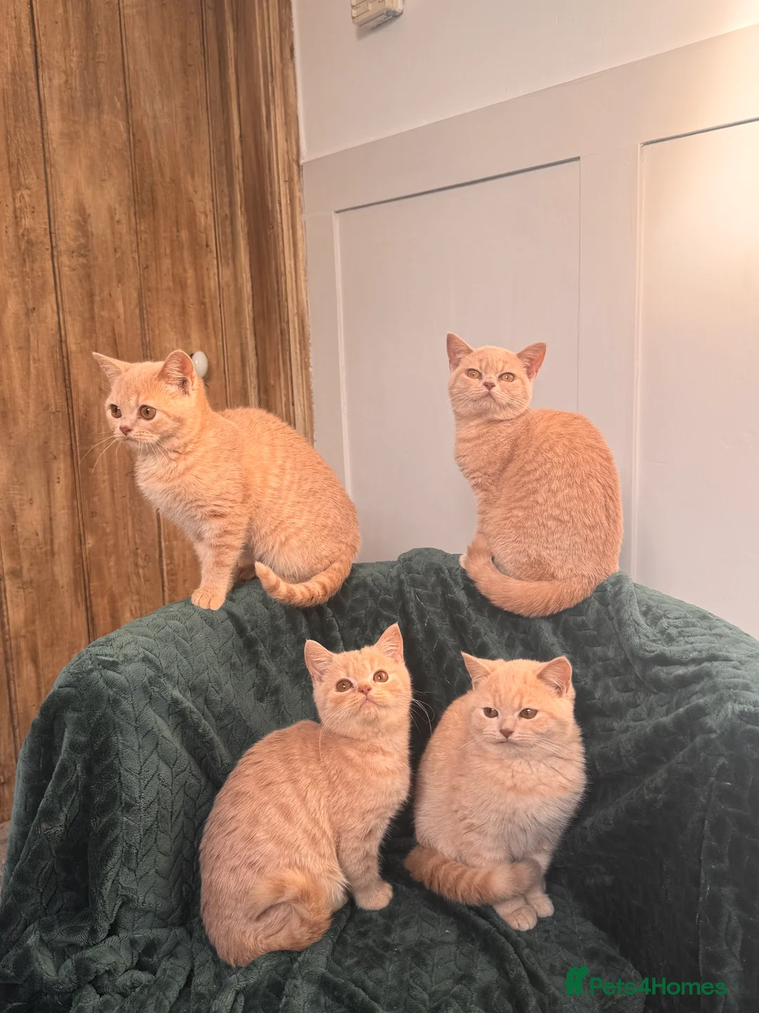 British Longhair cats for sale: ✨Cream British Shorthair Kittens ✨ - Advert 5