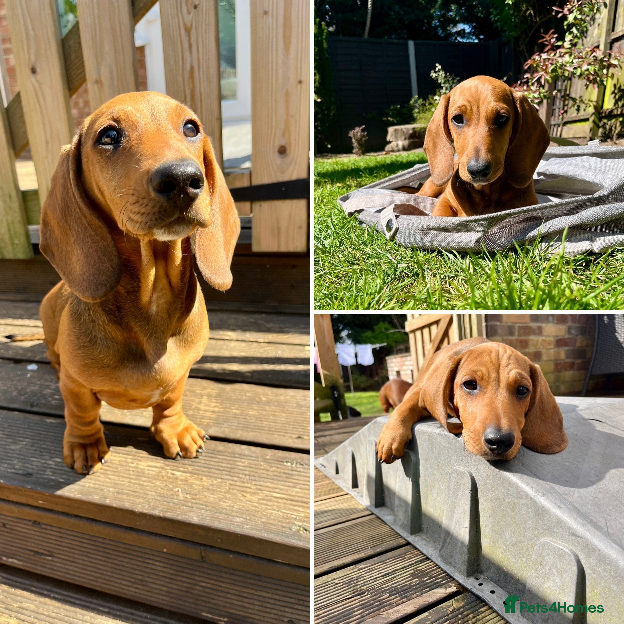 Dachshund dogs Standard Smooth Coat Dachshunds - Advert 14