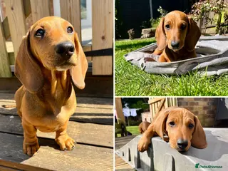 Dachshund dogs Standard Smooth Coat Dachshunds - Advert 14