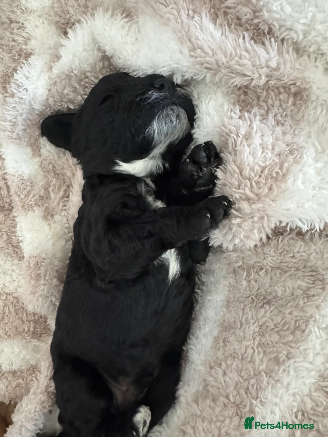 Cockapoo dogs for sale: 4 male cockapoos for sale!  - Advert 2