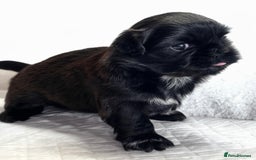 Shih Tzu dogs for sale: ♥️ Adorable Shih Tzu Puppies FoR sALe ♥️ - Image 21