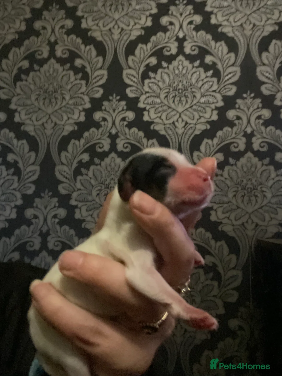 Cocker Spaniel dogs for sale: Beautiful show cocker spaniel  - Advert 11