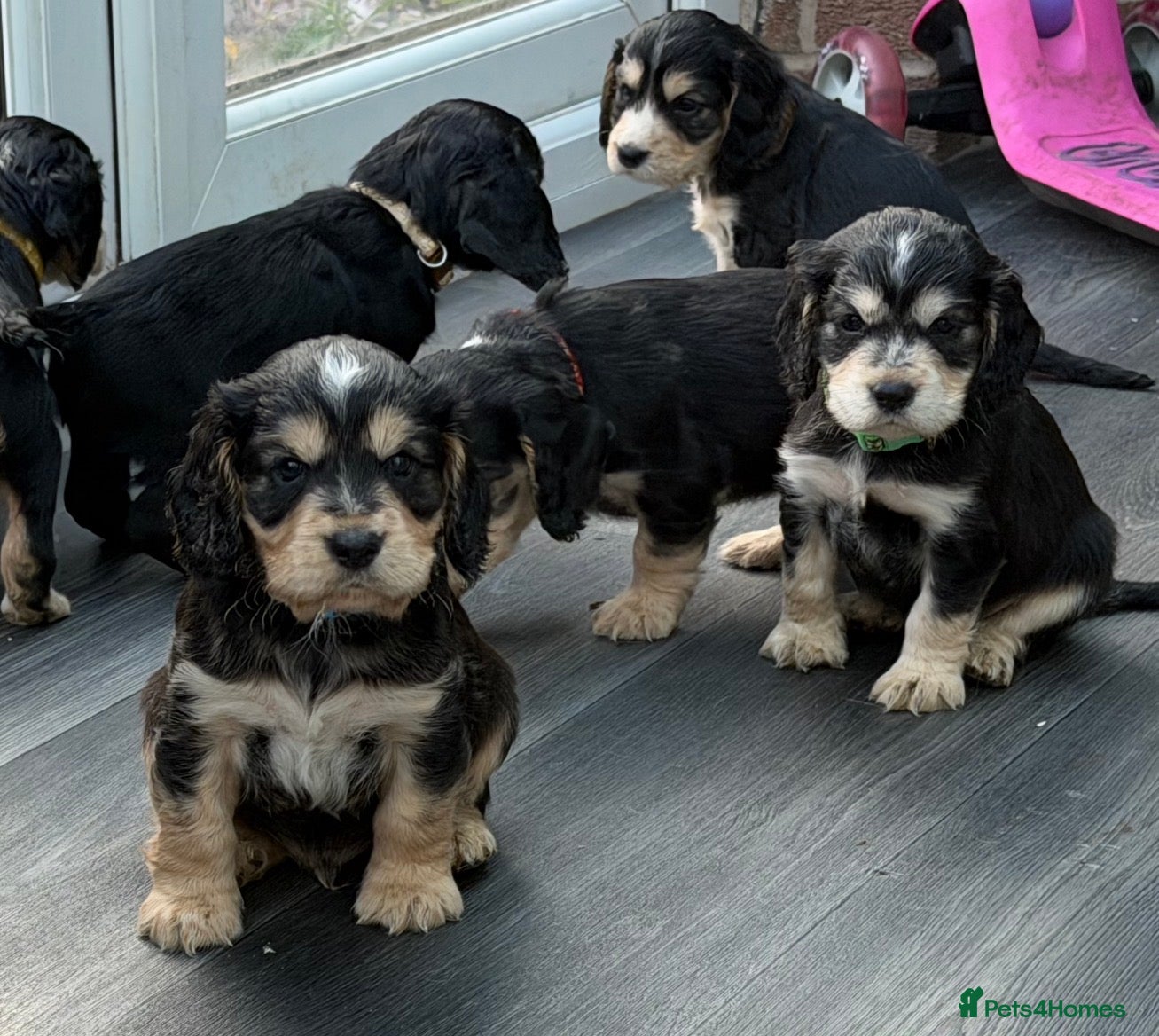 Cocker Spaniel dogs Show cocker spaniel puppies selling fast - Advert 4