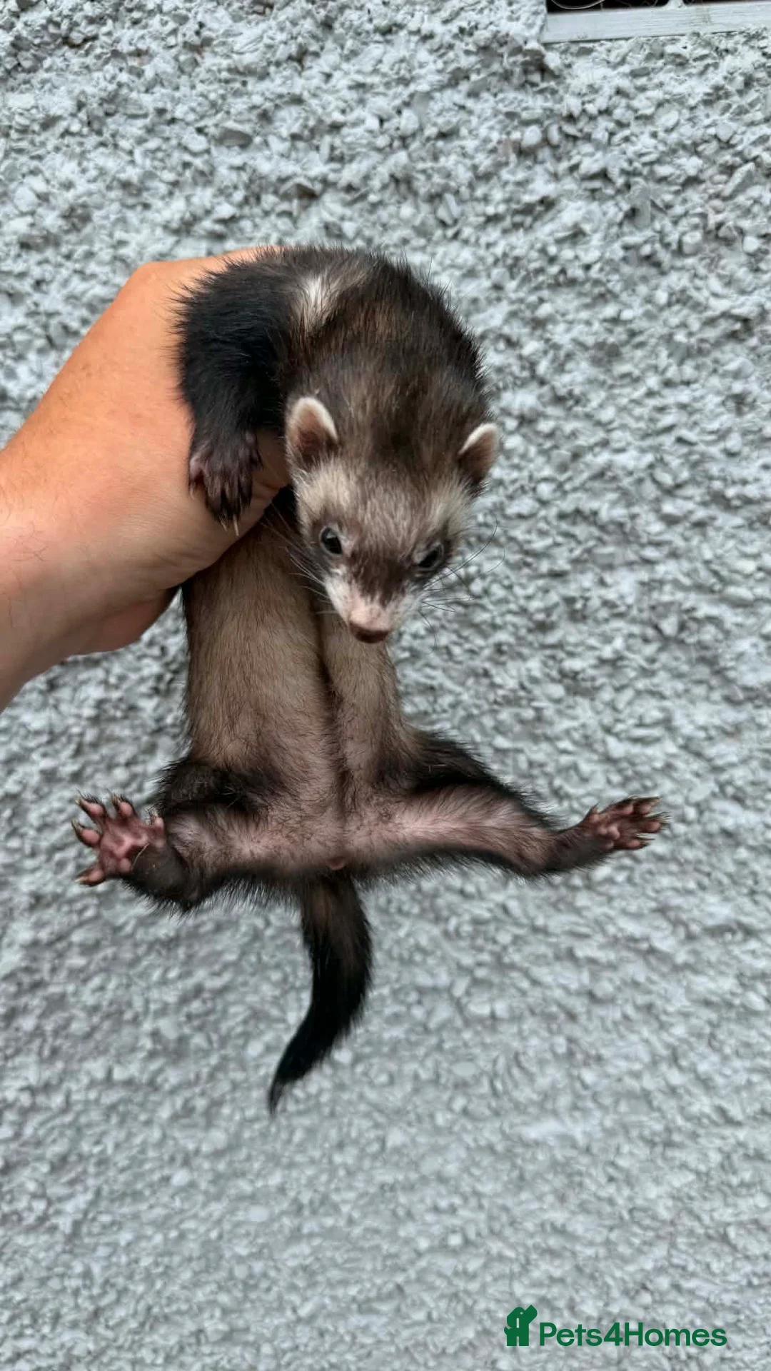 Ferret rodents for sale: Micro ferret  - Advert 1