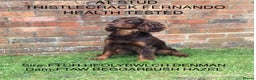 Cocker Spaniel dogs for stud: At stud Thistlecrack Fernando in Lymington - Advert 2