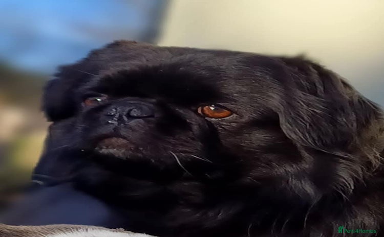 Pug dogs in Halstead - Advert 8