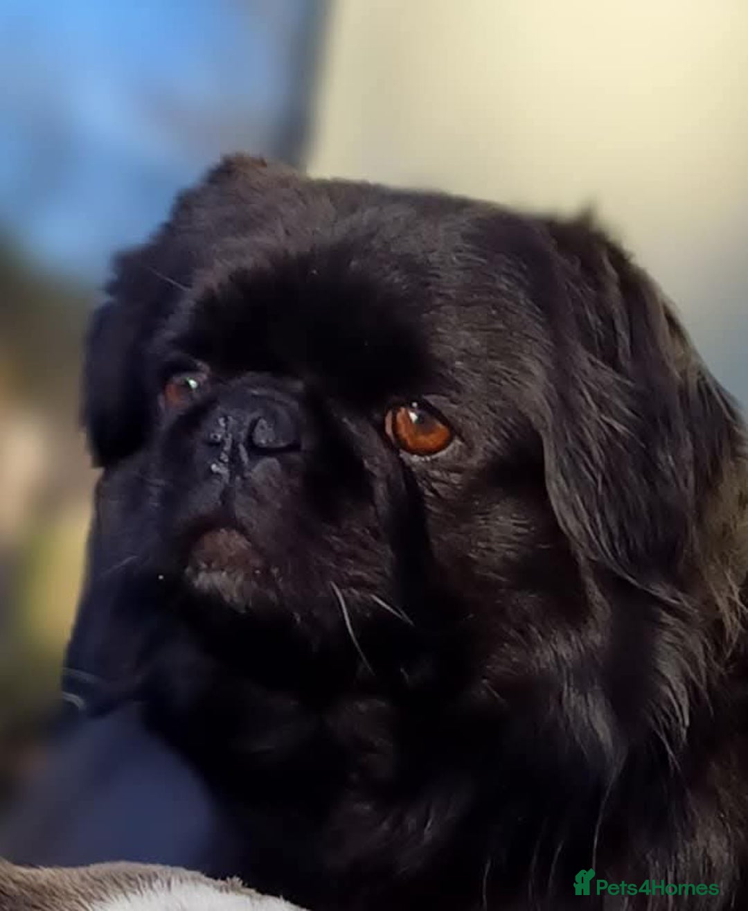 Pug dogs for stud: FLUFFY PUG STUD Blue Choc Black Tan carrier Husky  in Halstead - Image 3