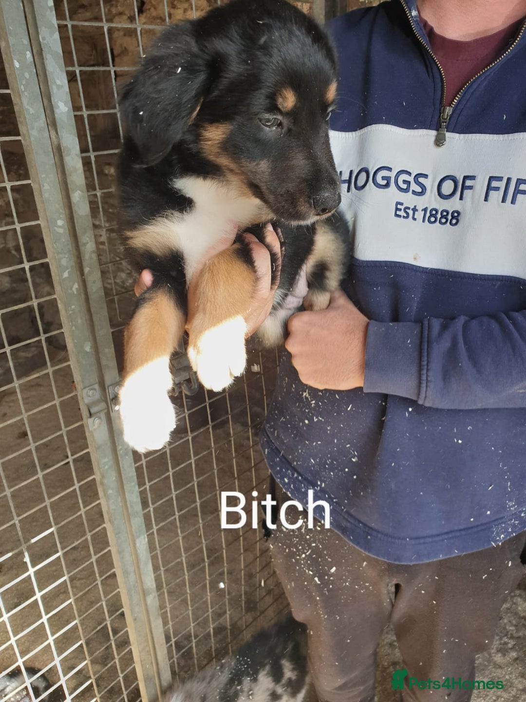 Border Collie dogs for sale: Beautiful border collie puppies  - Image 2