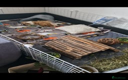 Guinea Pig rodents for sale: Pair of Male Guinea Pigs and complete set up - Image 4